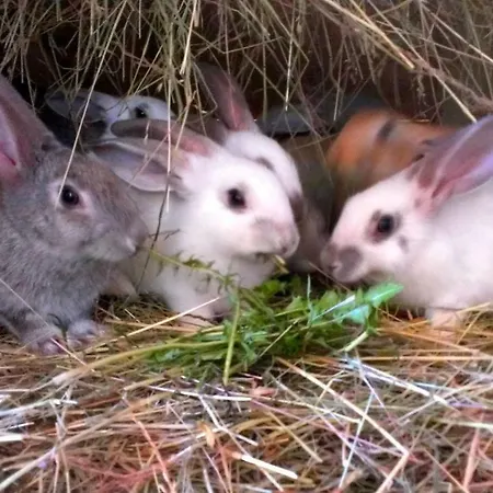 Vakantiehuis Aux Portes De L'argonne Autry